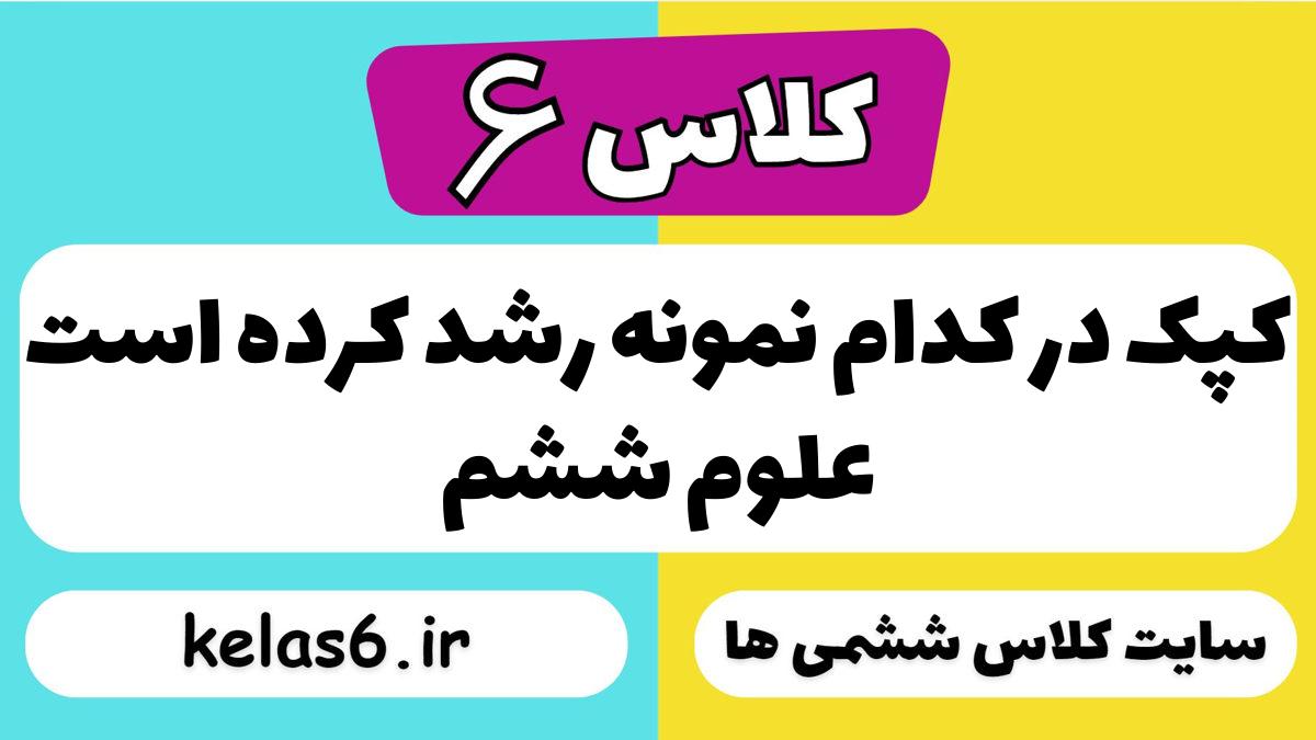 کپک در کدام نمونه رشد کرده است